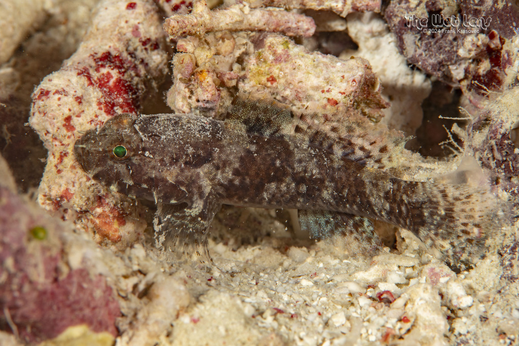 Callogobius centrolepis