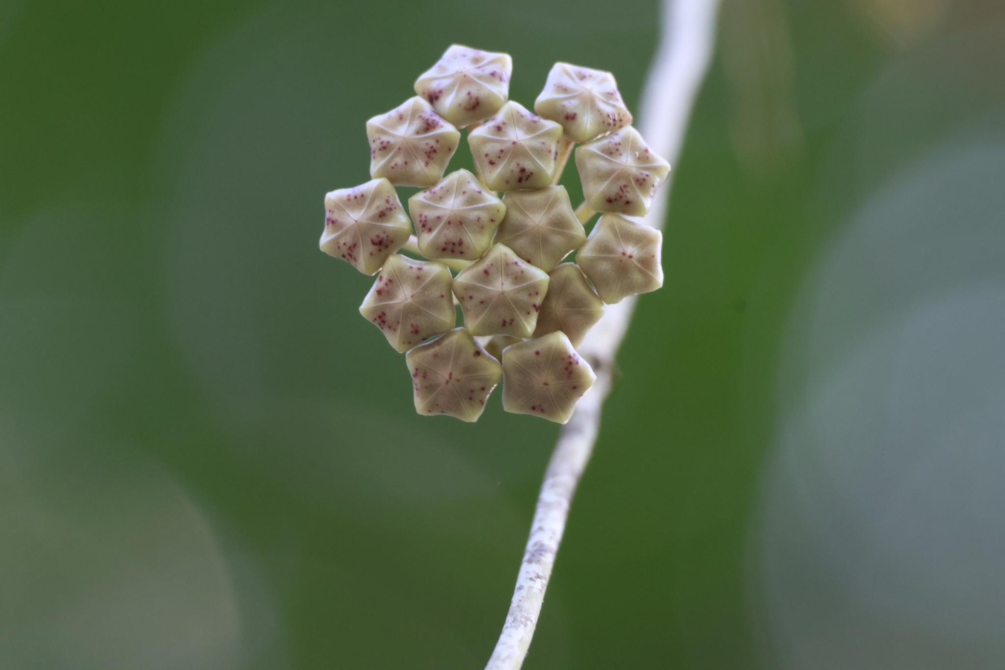 Imagem de Planta-coração
