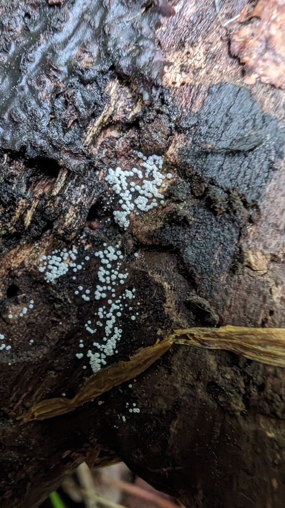 Henningsomyces candidus · May 2024 · photo: © atsushi_nakajima_cirque (iNaturalist, cc-by)