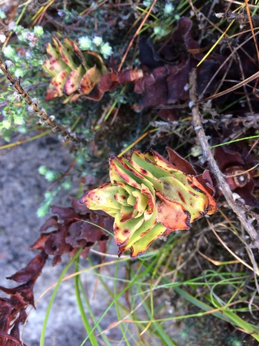 Rochea coccinea
