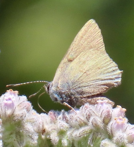 Banded Hairstreak