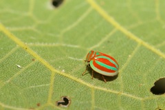 Hemisphaerius formosus