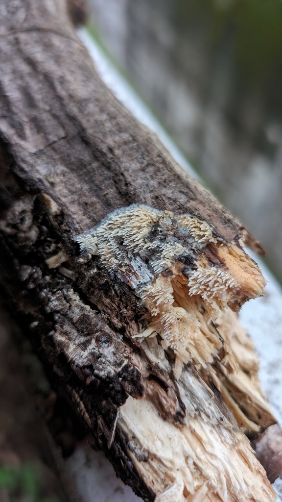 Radulomyces copelandii · May 2024 · photo: © atsushi_nakajima_cirque (iNaturalist, cc-by)