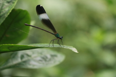 Psolodesmus mandarinus mandarinus