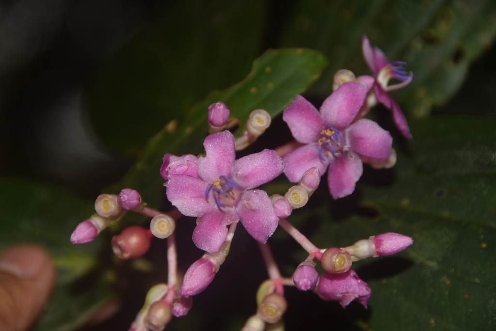 Medinilla apoensis