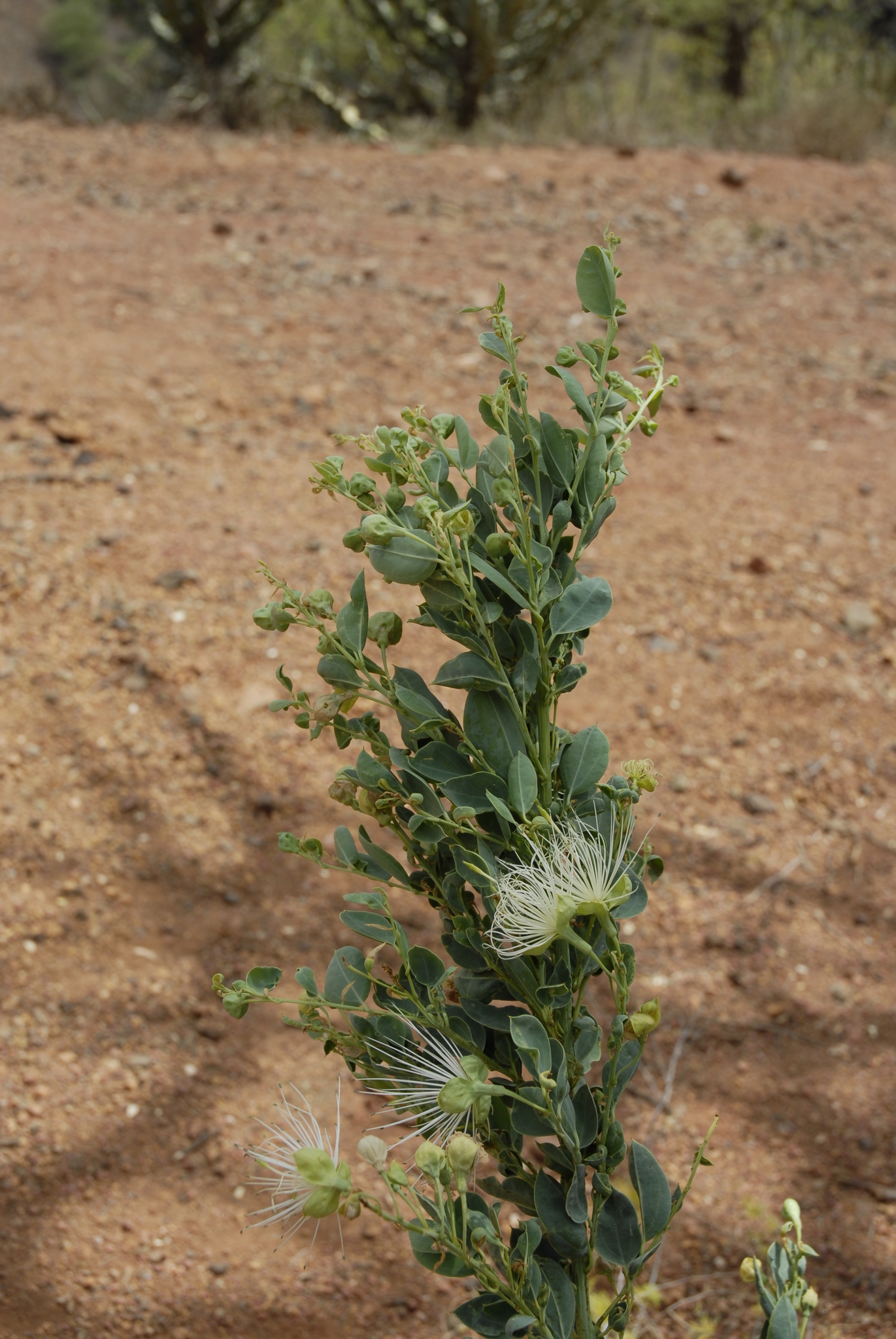 Maerua subcordata