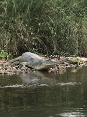 Gavialis gangeticus