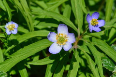 Anemonoides caerulea