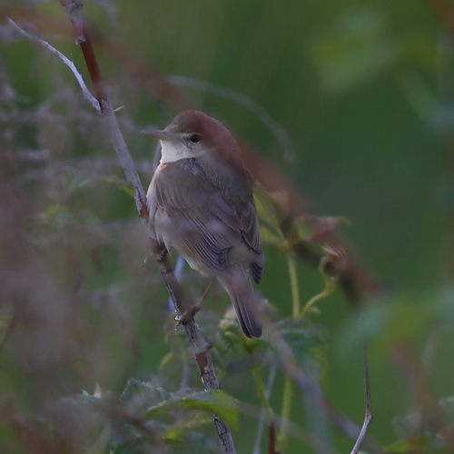 Booted Warbler (Iduna caligata), photo 6