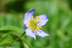 Anemonoides caerulea