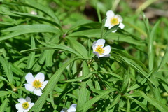 Anemonoides caerulea