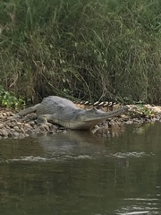 Gavialis gangeticus