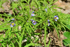 Anemonoides caerulea