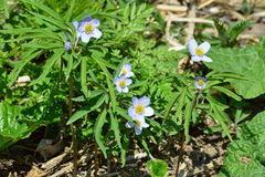 Anemonoides caerulea