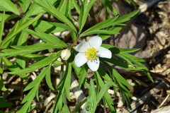 Anemonoides caerulea