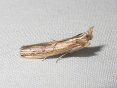 Ancylostomia stercorea