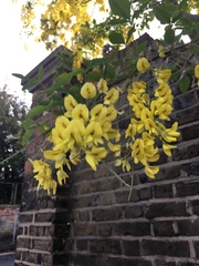Laburnum anagyroides
