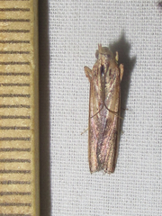 Ancylostomia stercorea