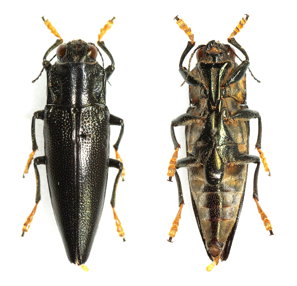 Cyphogastra flavimana