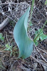 Eriospermum lanceifolium