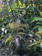 Sambucus nigra
