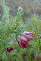 Protea nana