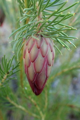 Protea nana