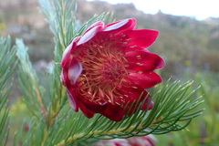 Protea nana