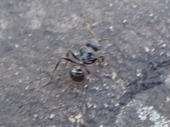 Myrmicaria nigra