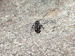 Myrmicaria nigra