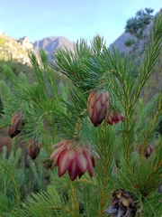 Protea nana
