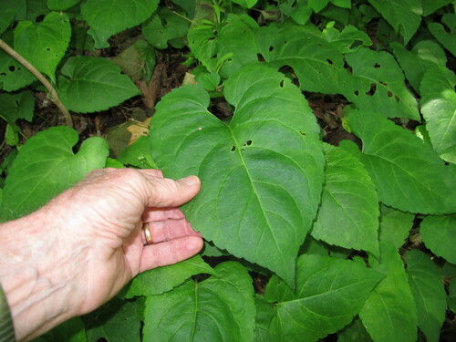 Foto de Áster-do-bosque