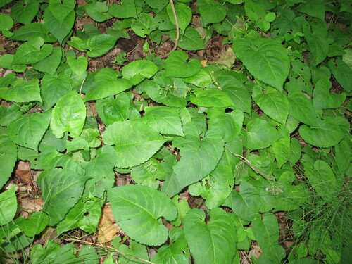 Foto de Áster-do-bosque