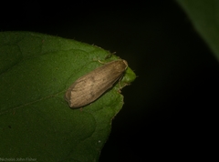 Lambula obliquilinea