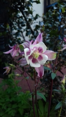 Aquilegia
