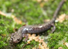 Plethodon hubrichti