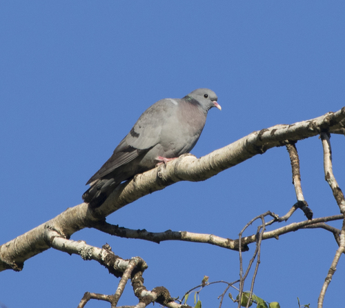 Stock Dove (Columba oenas)