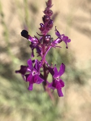 Linaria elegans