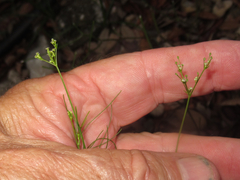 Ptilimnium capillaceum