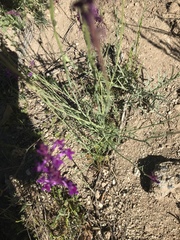 Linaria elegans