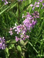 Iodanthus pinnatifidus