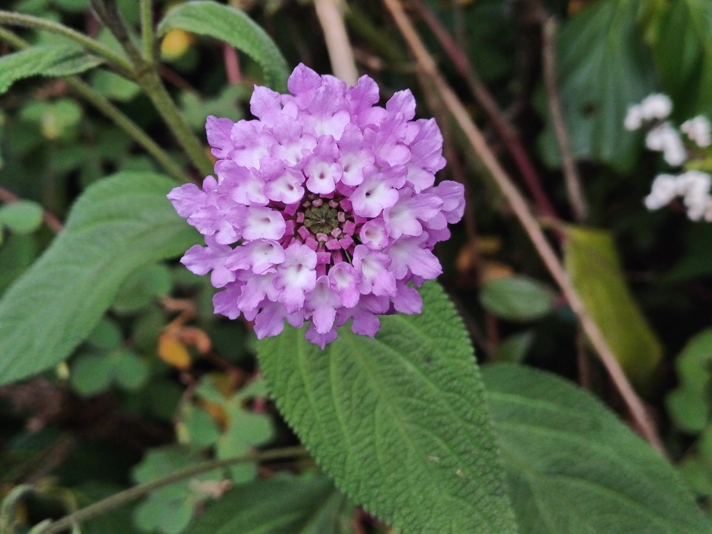 Lantana angustibracteata