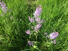 Iodanthus pinnatifidus