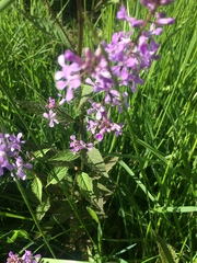 Iodanthus pinnatifidus