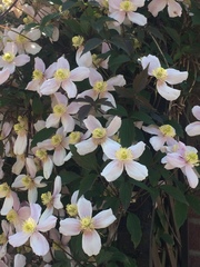 Clematis montana