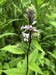 Iodanthus pinnatifidus