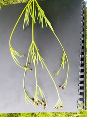 Thelesperma simplicifolium