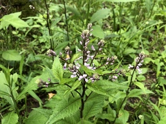 Iodanthus pinnatifidus