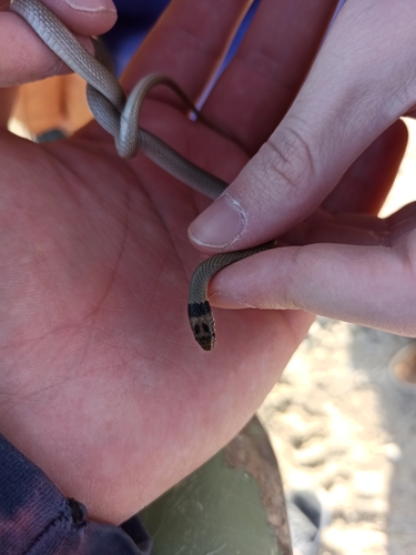 Collared Dwarf Snake