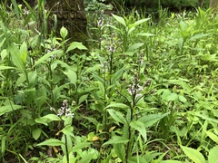 Iodanthus pinnatifidus